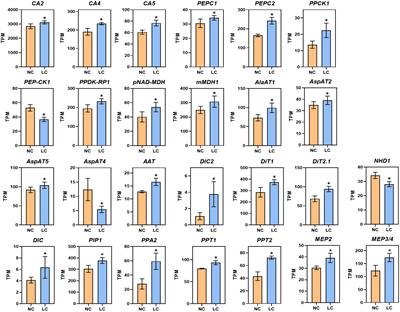 Rewiring of primary metabolism for ammonium recycling under short-term low CO2 treatment – its implication for C4 evolution